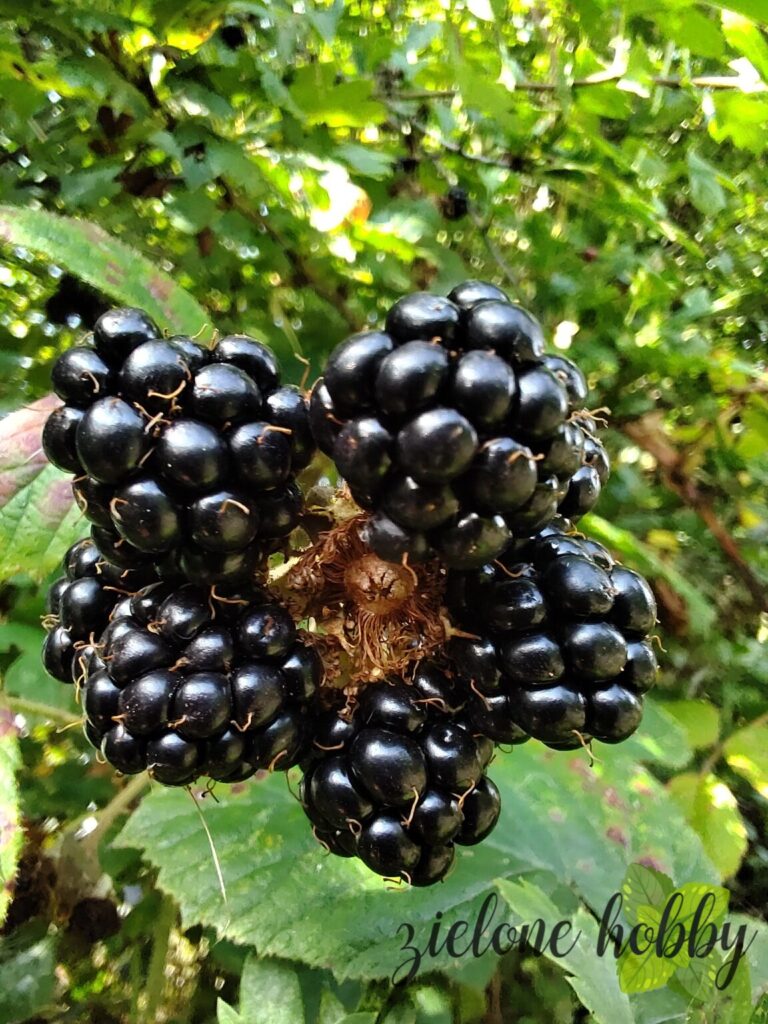 Nalewka z jeżyn – „Jeżynówka”