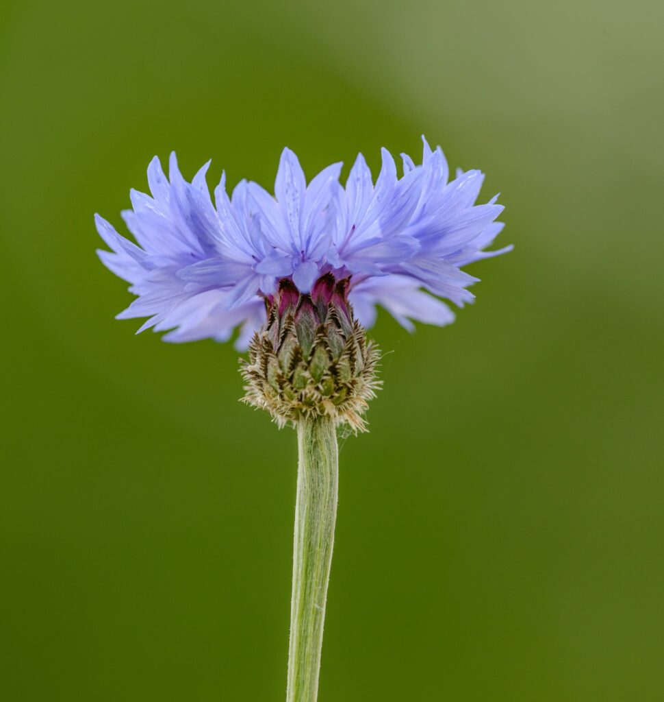 Blue cornflower growing on lush lawn