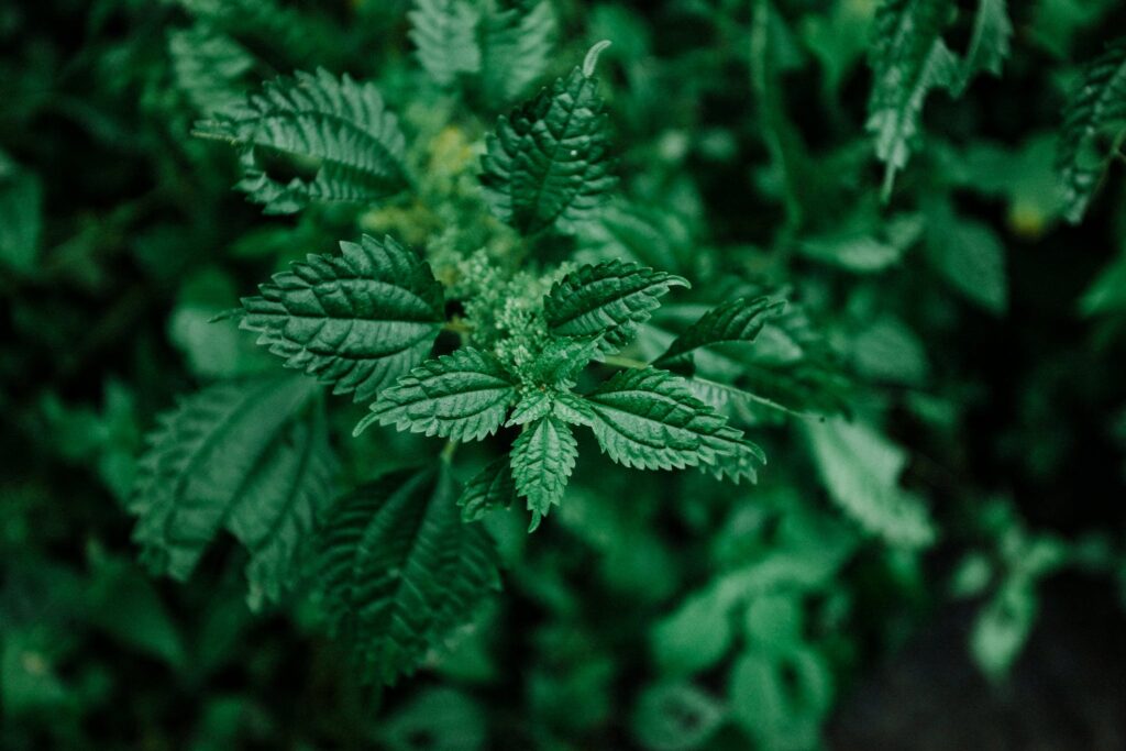 Close-up on Nettle Plant