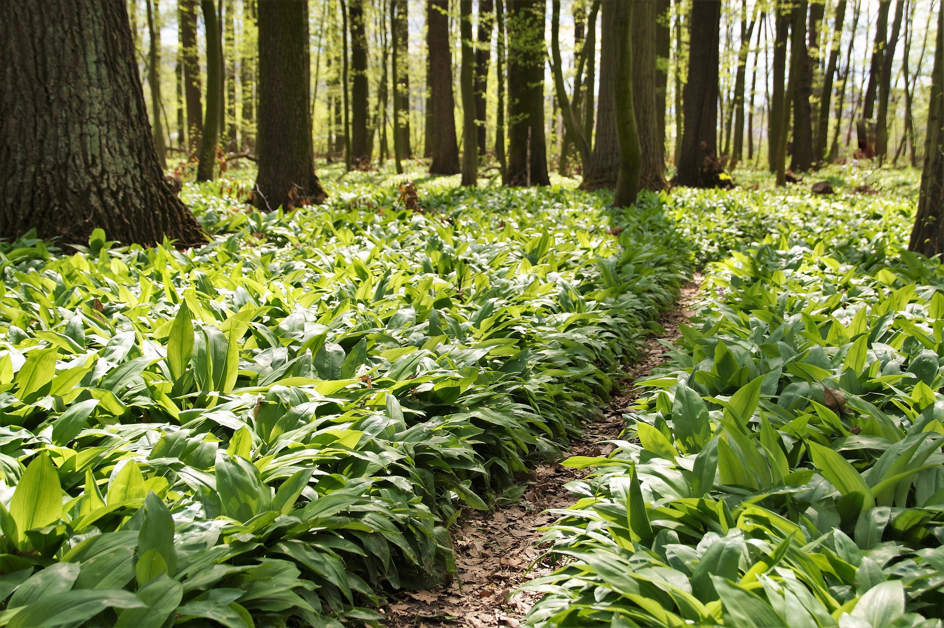Czosnek niedźwiedzi