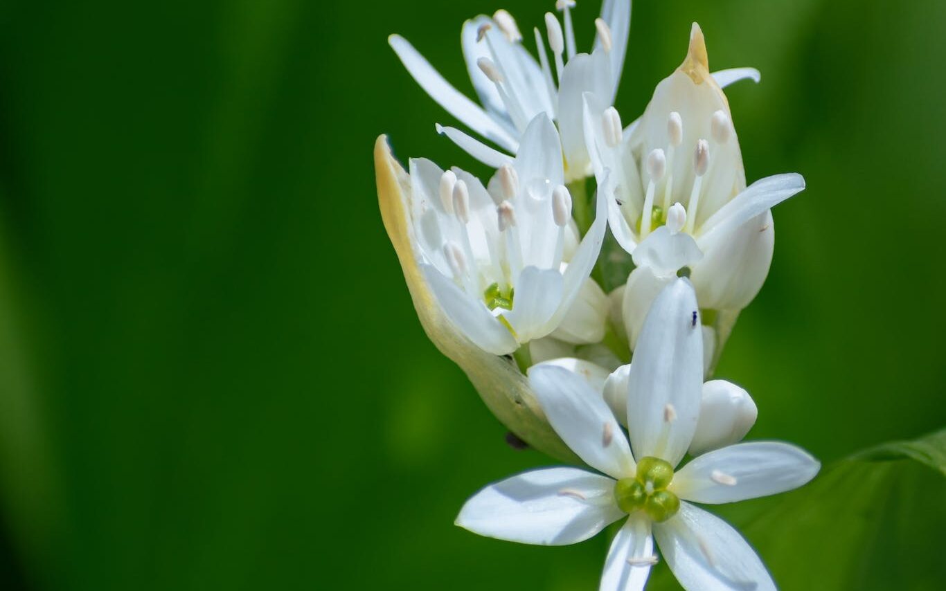 Free stock photo of allium, allium ursinum, aroma