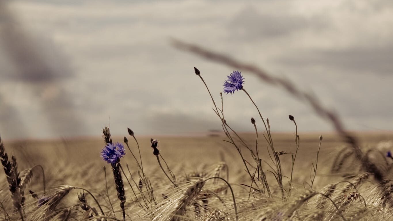 Purple Flowers on Brown Grass Field