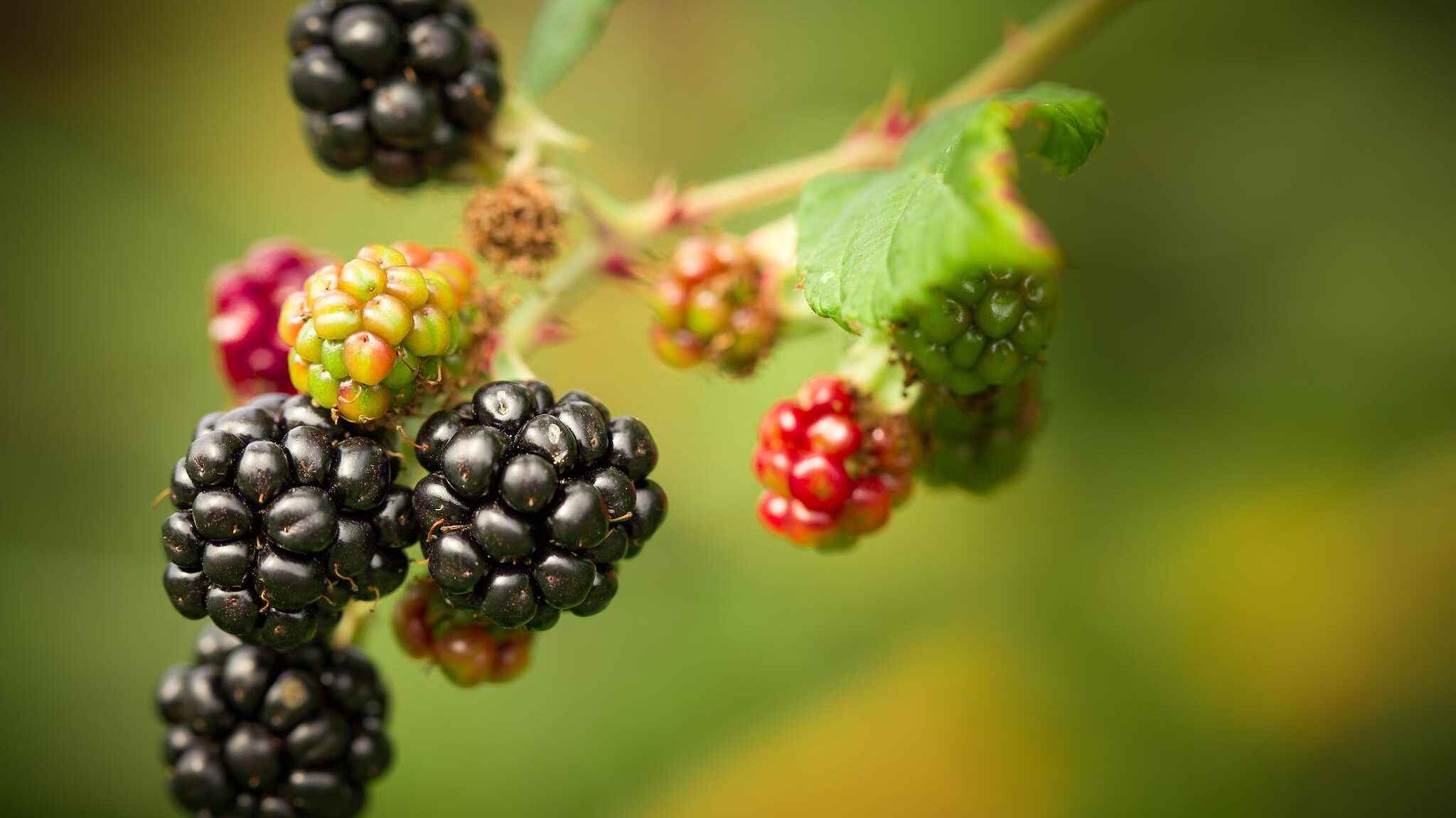 Shallow Focus Photography of Berries