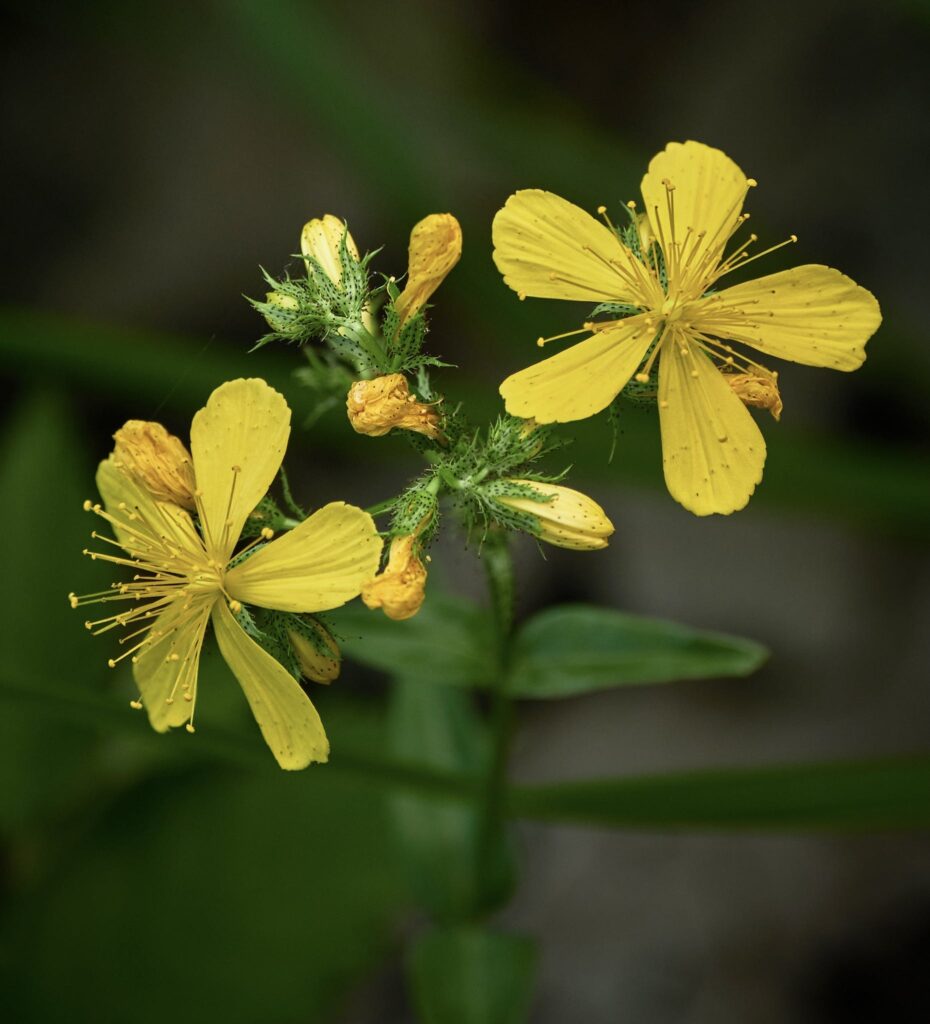 Yellow Flowers in Close Up Shot