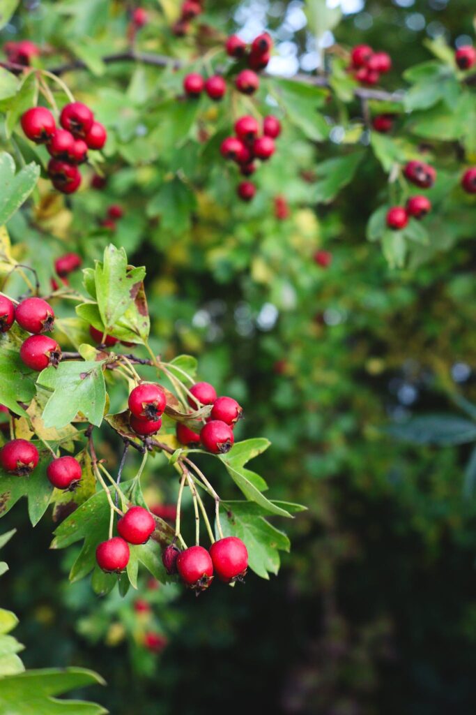 Hawthorn berries