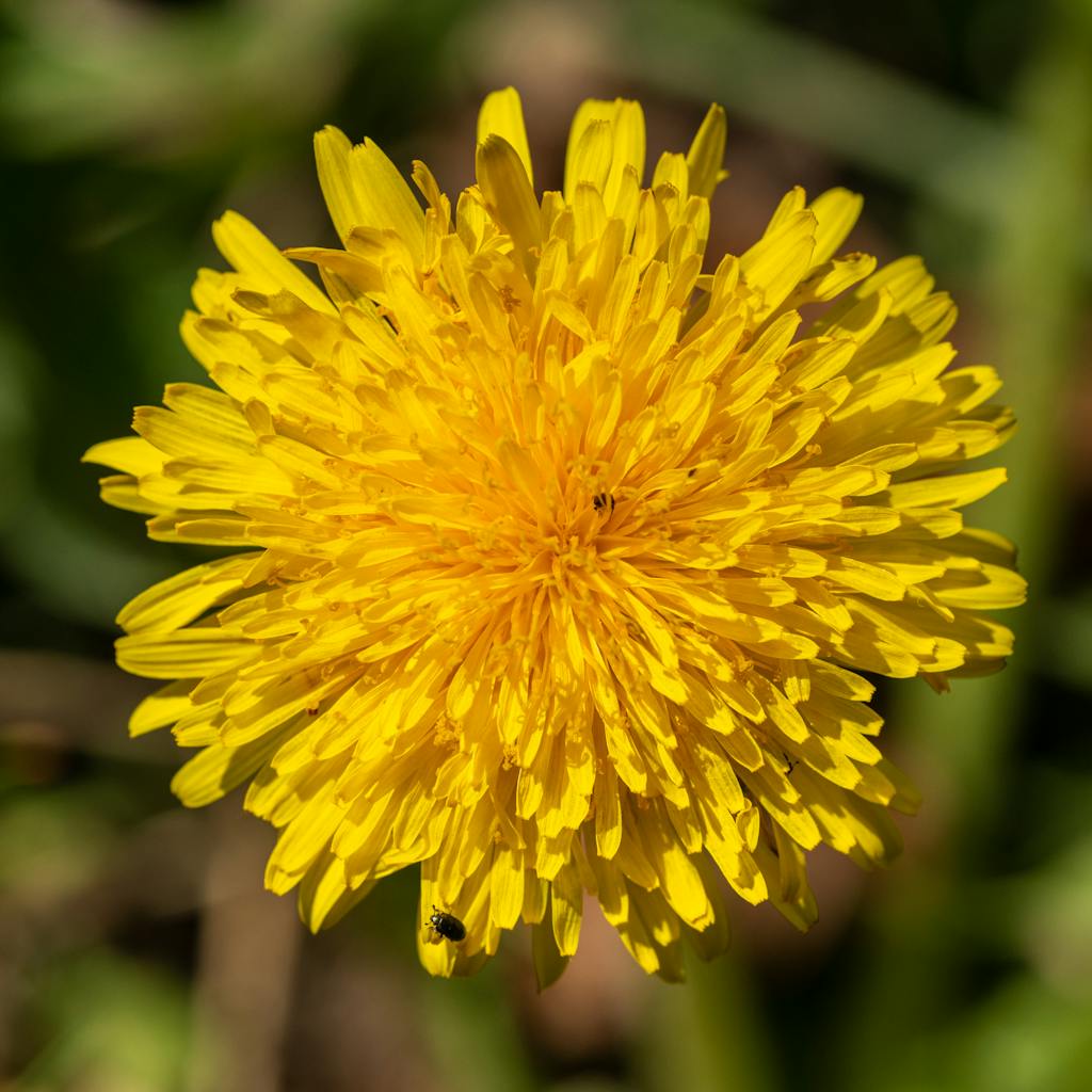 A Close-up Shot of a Yellow Flower in Full Bloom