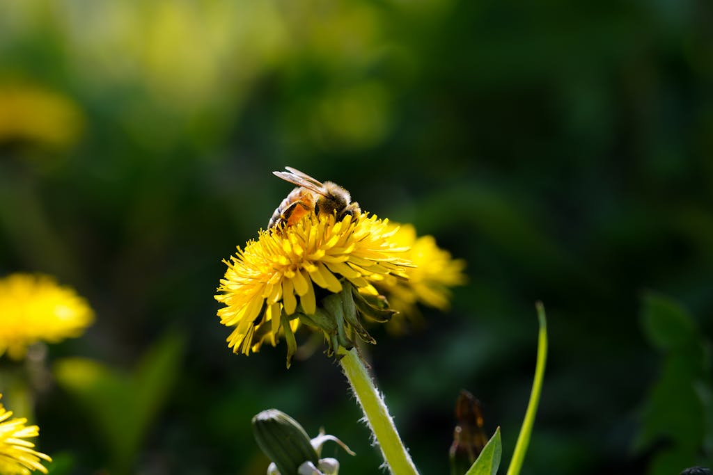 Close-up of a Bee on a Flower