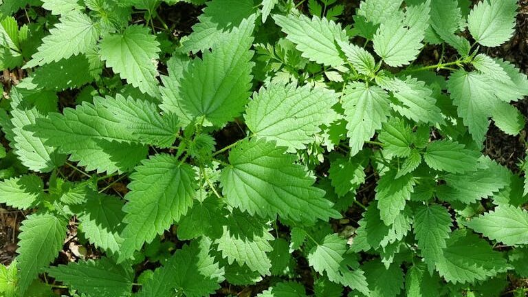 Close Up Photo of Medicinal Herbs