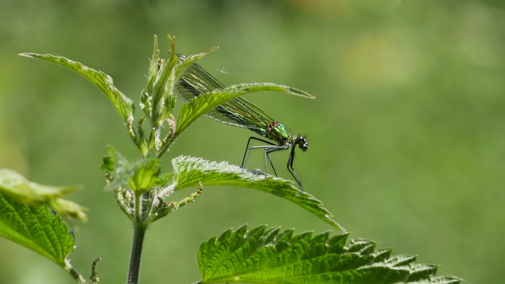 Dragonfly on Nettle
