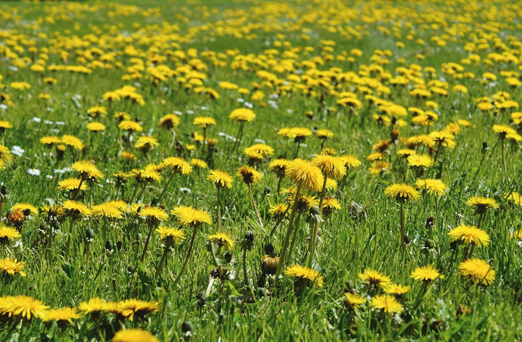 Flowers on the Grass Field
