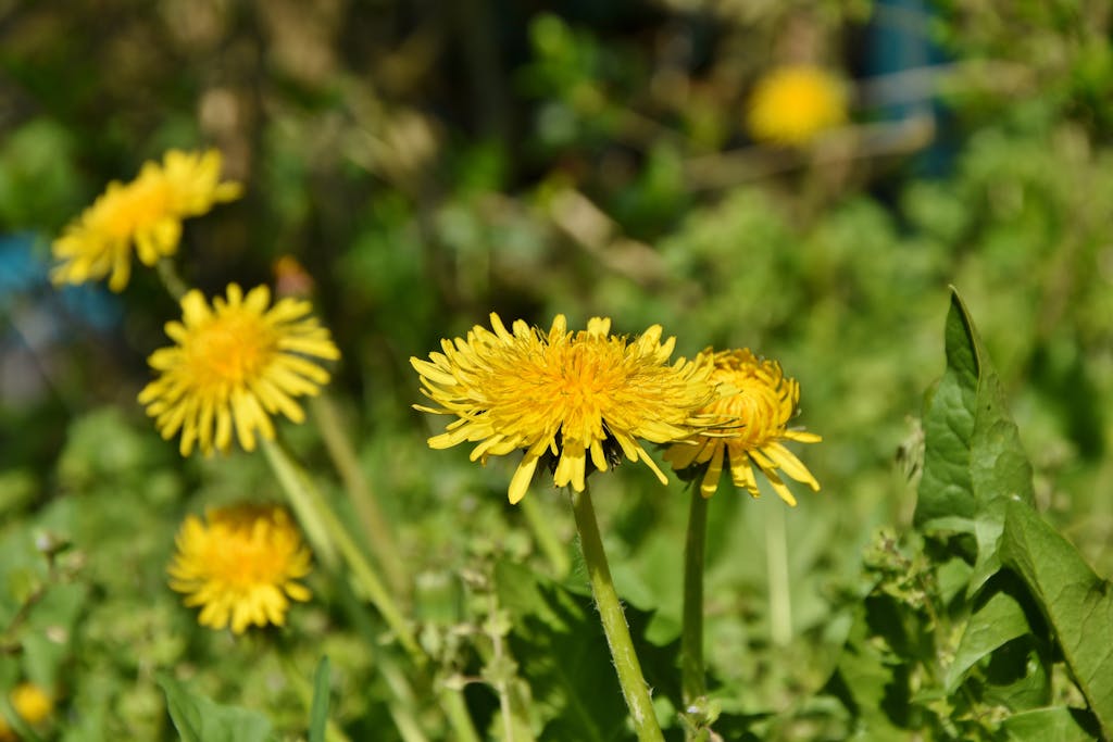Selective Focus Photo of Yellow Dandelion Flowers
