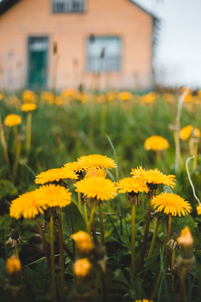 Yellow dandelions growing on grassy lawn near rural house