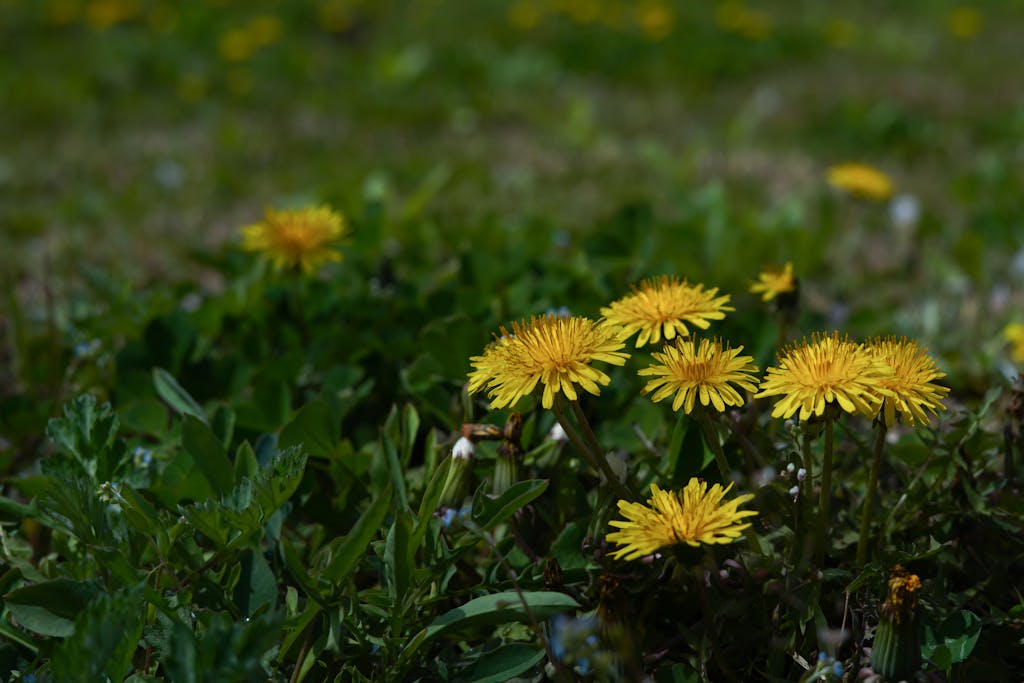 Yellow Flowers and Green Grass