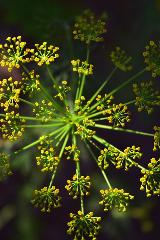 Yellow Flowers in Close Up Photography